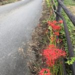 秋の花　彼岸花で有名な埼玉県日高市巾着田に行ってきました