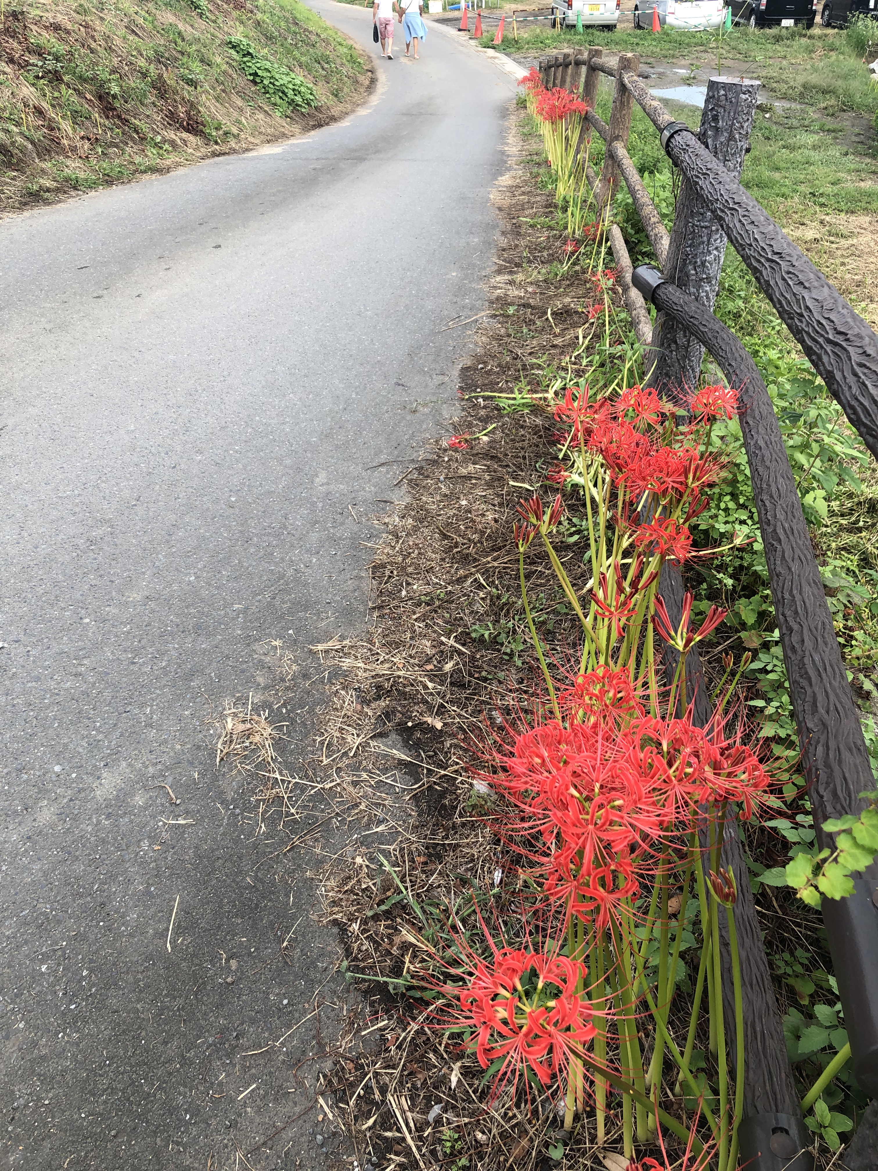 秋の花　彼岸花で有名な埼玉県日高市巾着田に行ってきました