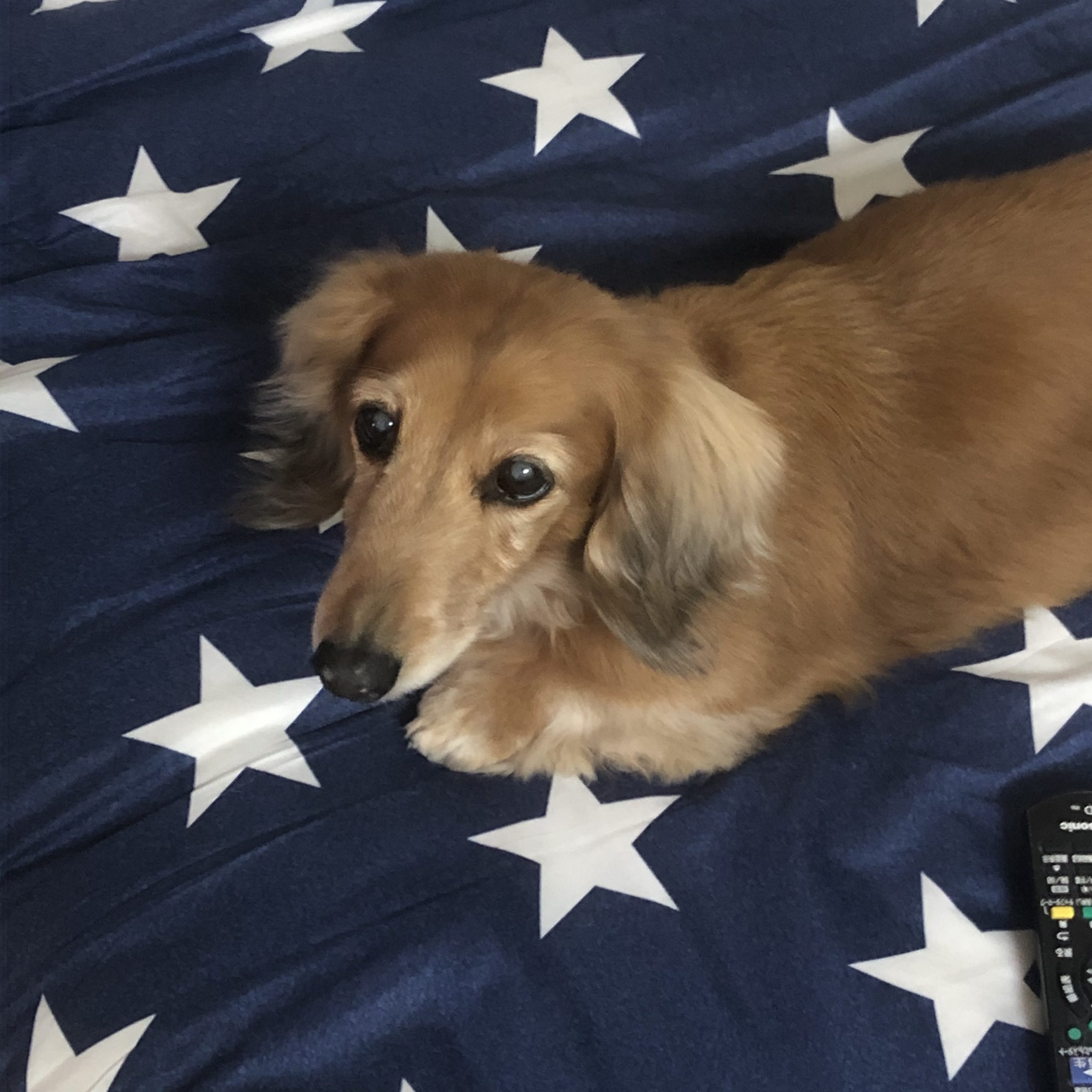 BlueRose.iCCO 看板娘　U・x・U