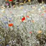 西オーストラリアのパースの旅でワイルドフラワーを満喫しよう