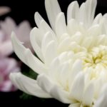 仏壇にお供えする花の種類とマナー