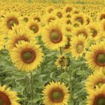 ディプロマコース　夏のプレゼント企画