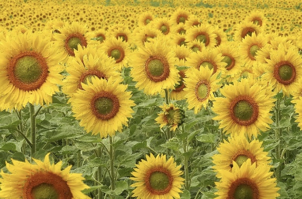 ディプロマコース　夏のプレゼント企画